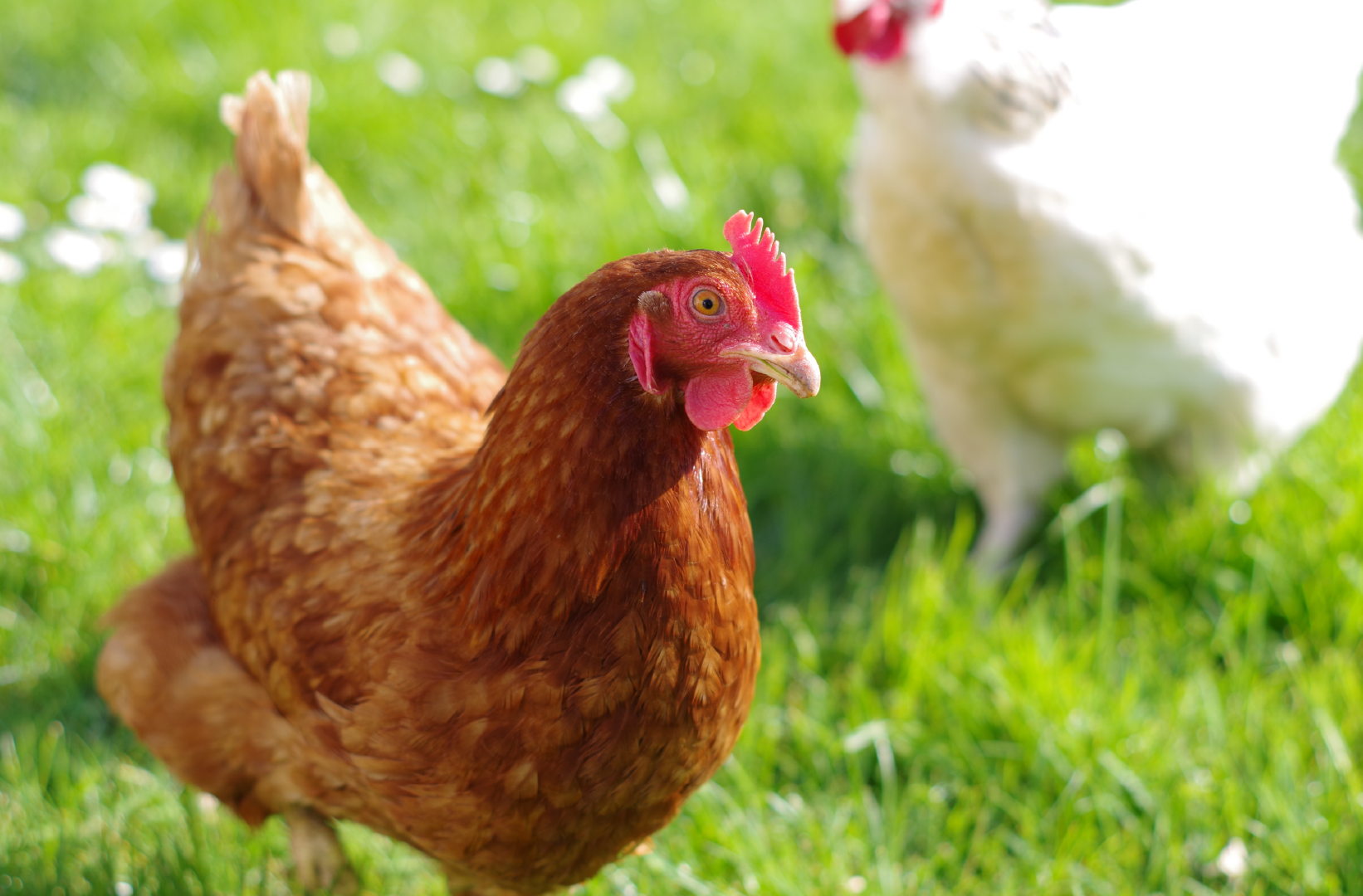 Thinking of Keeping Hens? Here’s What You Need to Know - Brighter Futures